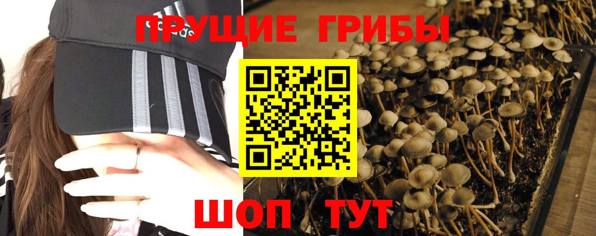 Псилоцибиновые грибы Psilocybe Ликино-Дулёво